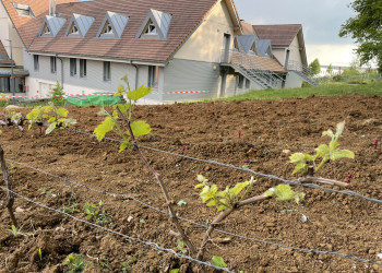 Extension de la Vigne de l'Espoir 🍇