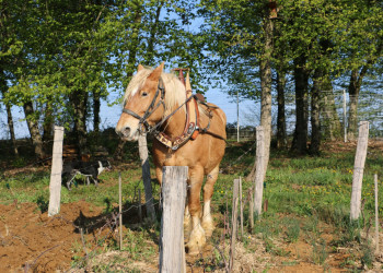 Travail du sol de la vigne de l'Espoir