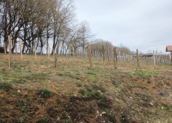 🌿Retour du printemps 🌸