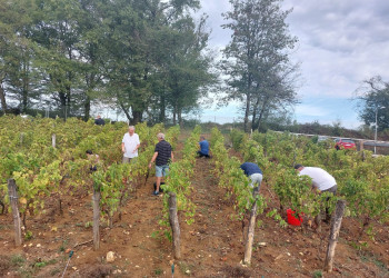 Vendanges de la Vigne de l’Espoir 🍇